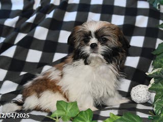 Shih Tzu dogs Tammy - Ad 41