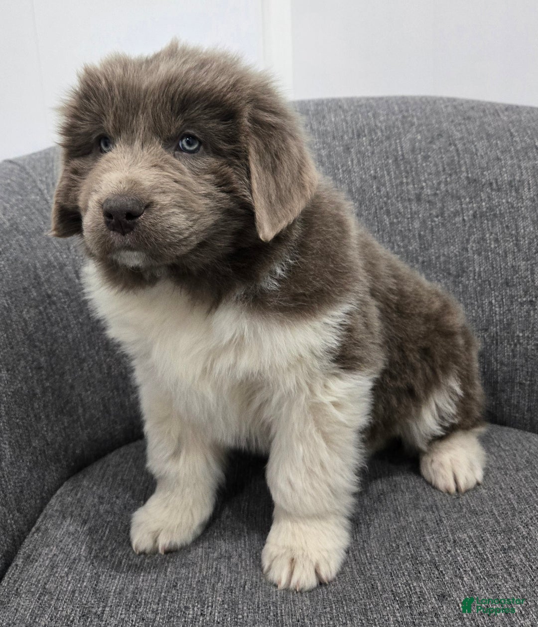 Newfoundland dogs for sale: Bella - Ad 8