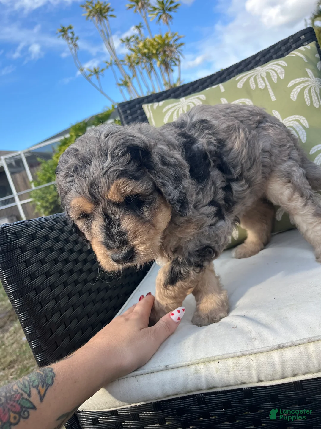 Goldendoodle dogs for sale: Bobbi  - Ad 4