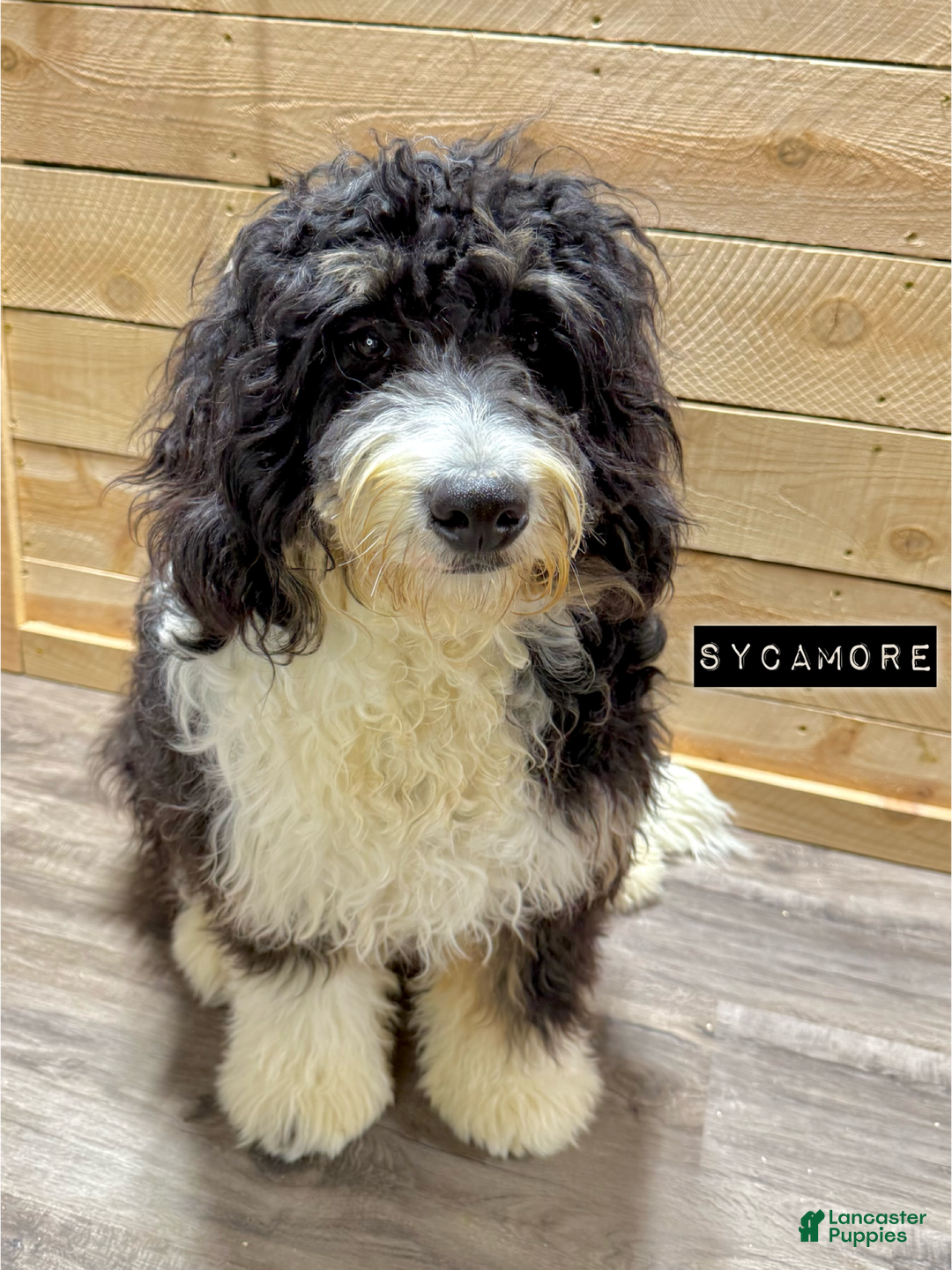 Mini Bernedoodle dogs for sale: Milo - Ad 3