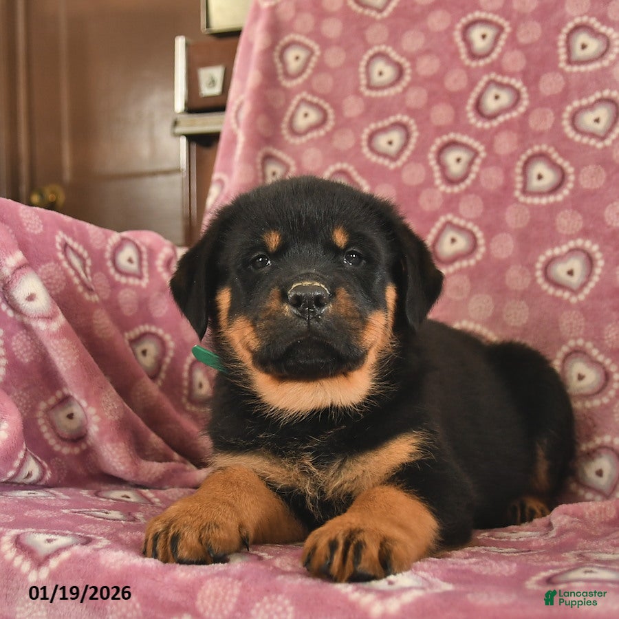 Rottweiler dogs Sparky  - Ad 2