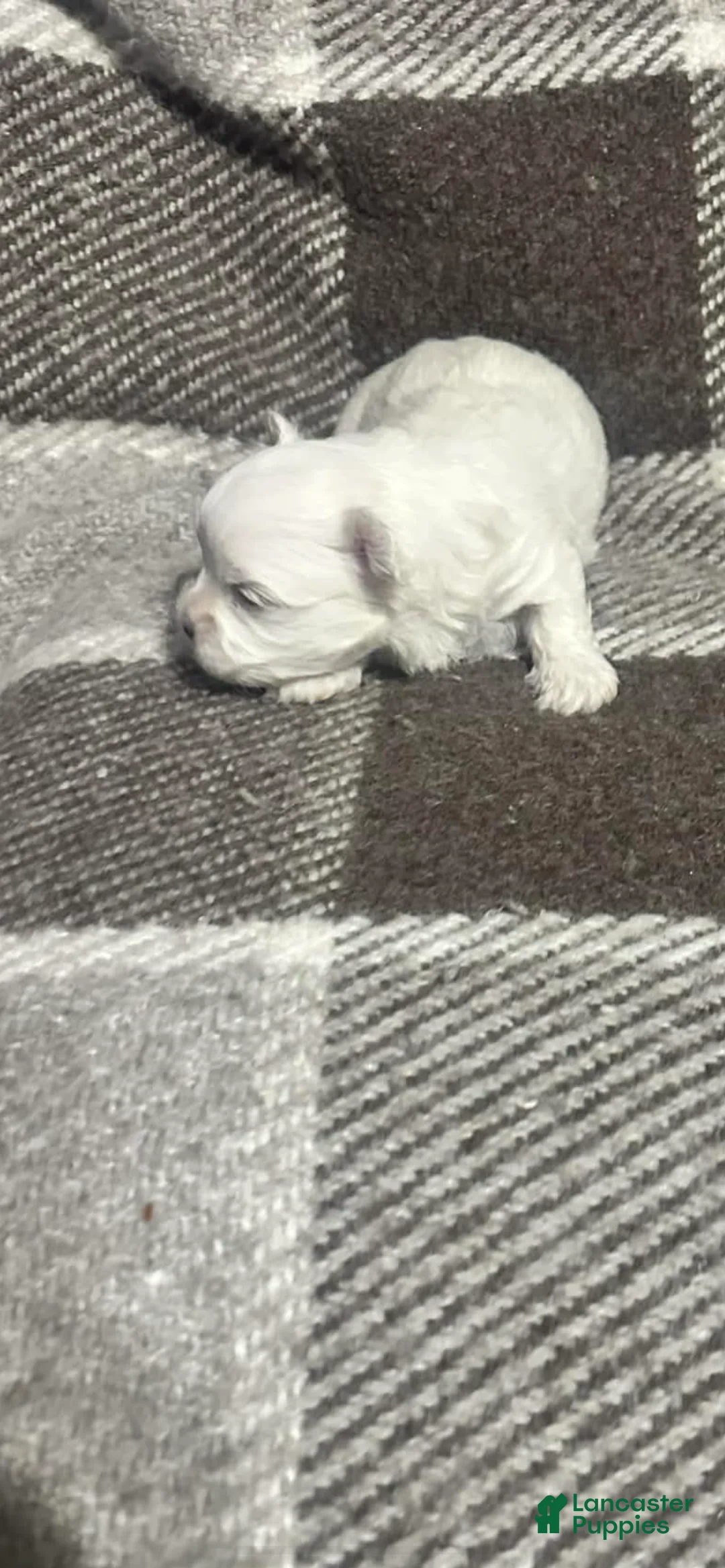 Maltese dogs for sale: Maltese 3 - Ad 2