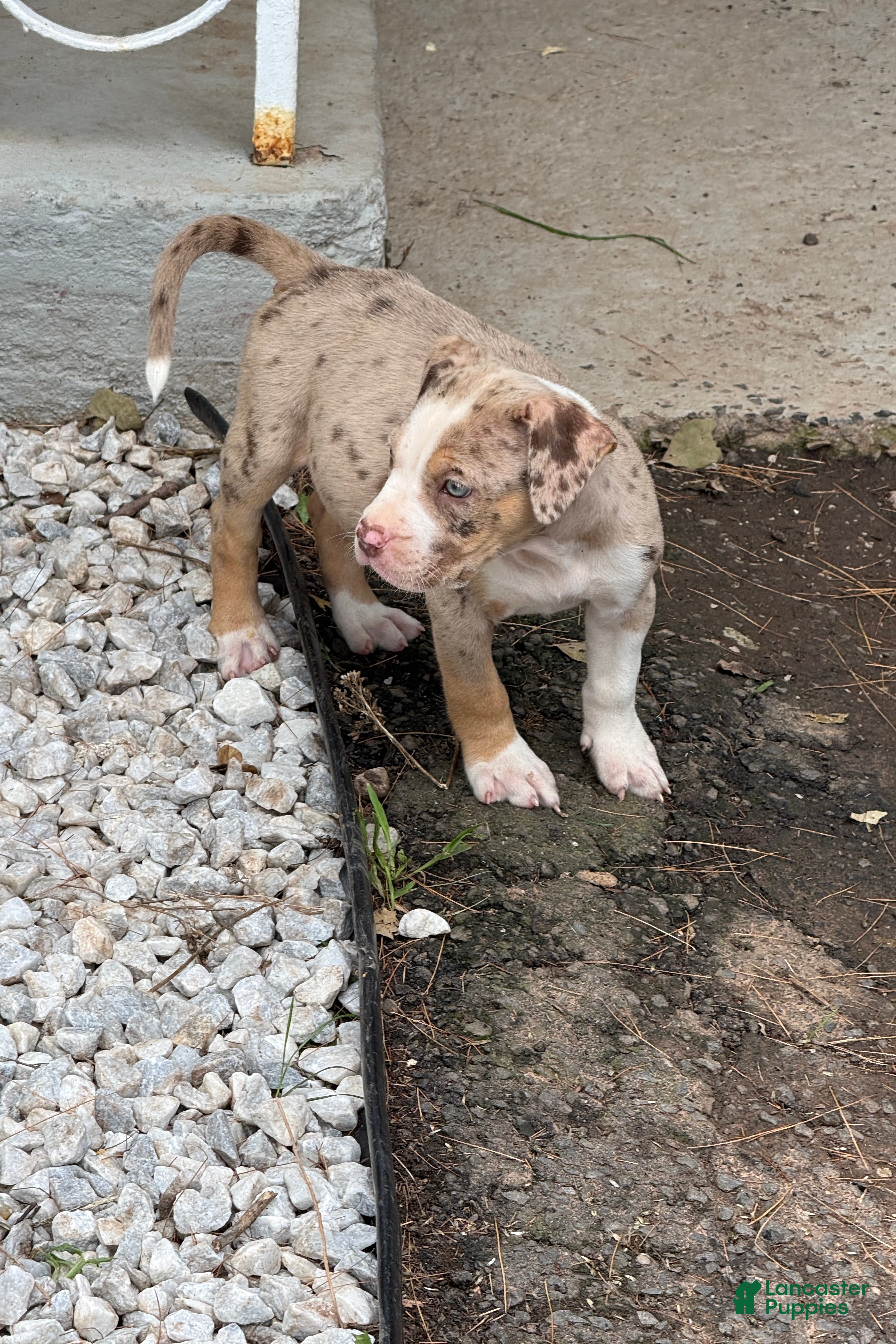 American Bully dogs The Olsen twins / Mary Kate  - Ad 2