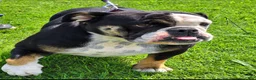 English Bulldog dogs for sale: English Bulldog 1 - Ad 3