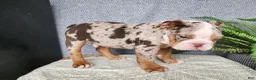 English Bulldog dogs for sale: Fletch - Ad 12