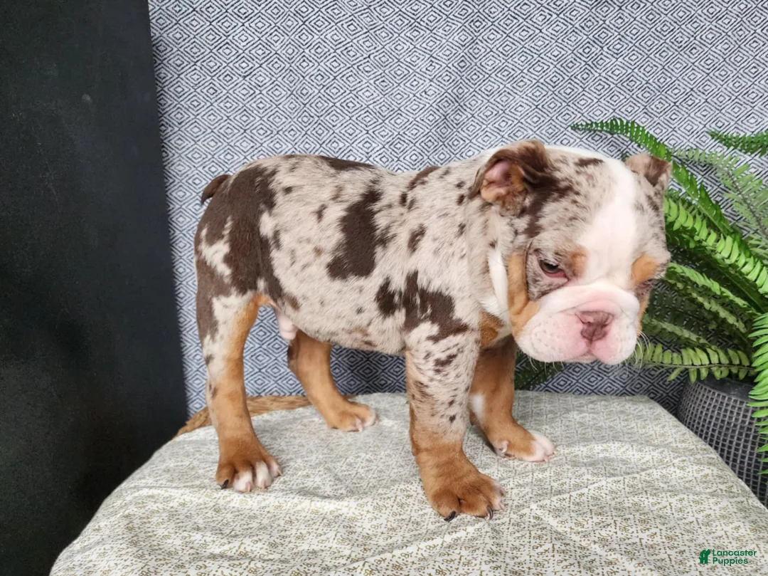 English Bulldog dogs for sale: Fletch - Ad 12