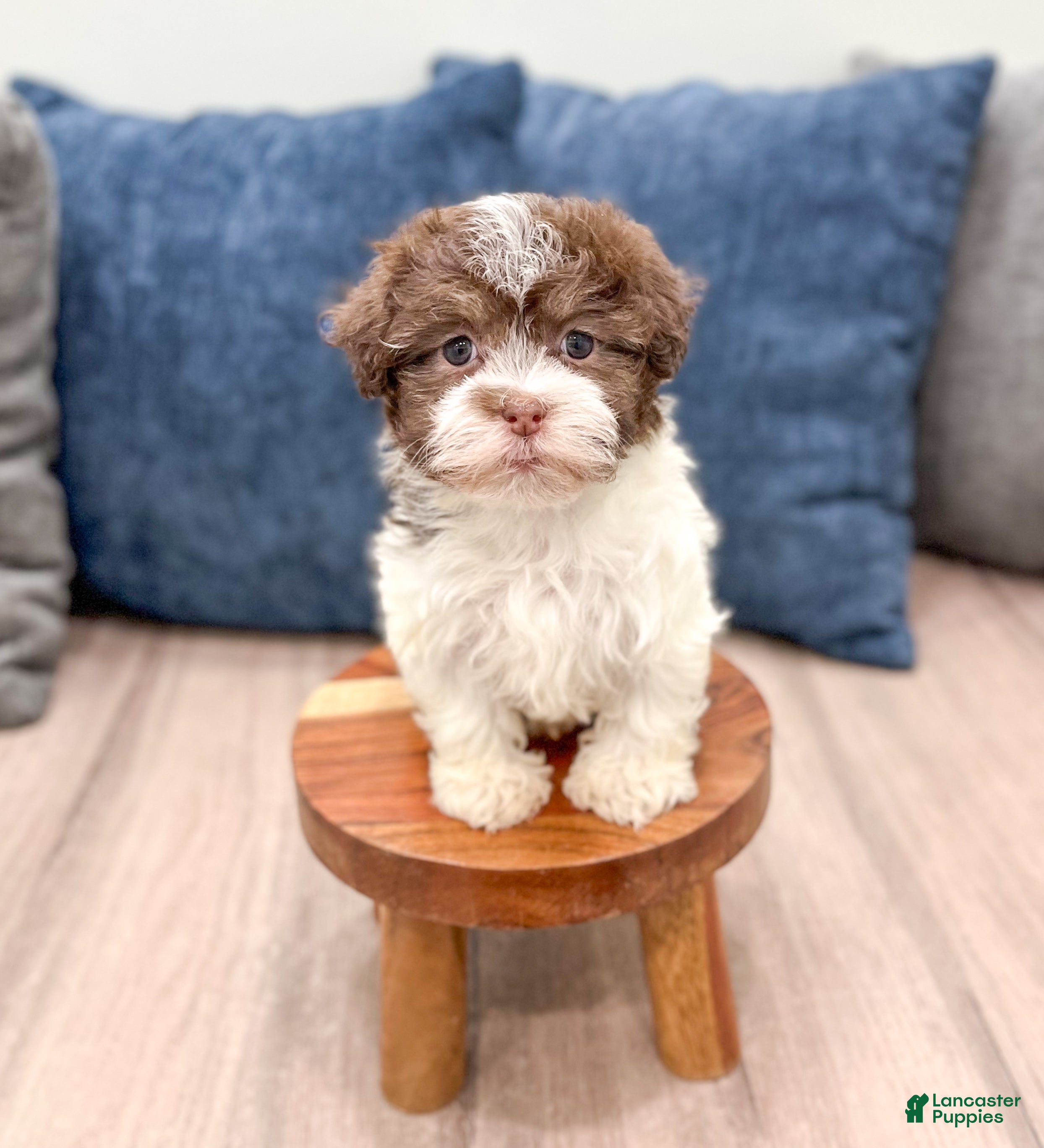 Havanese dogs Margie - Ad 2