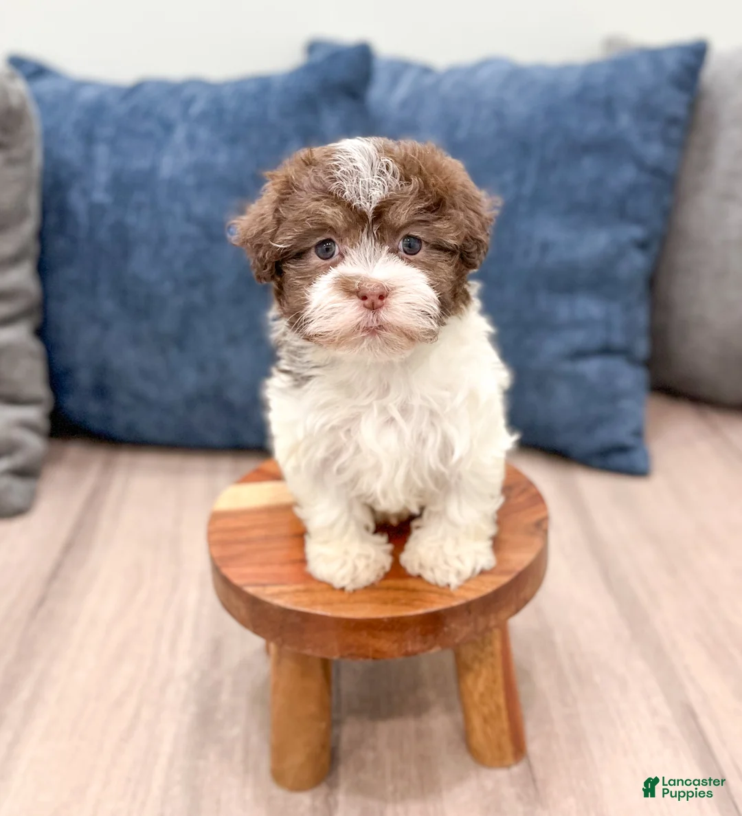 Havanese dogs for sale: Margie - Ad 2