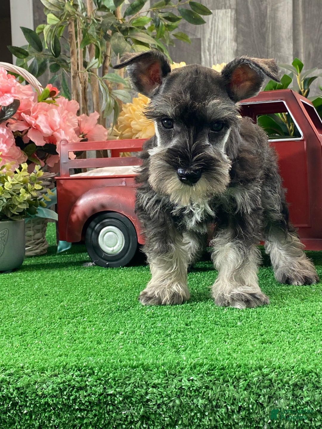 Miniature Schnauzer dogs for sale: Kobe - Ad 4