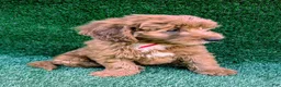 Mini Goldendoodle dogs for sale: Toby - Ad 7