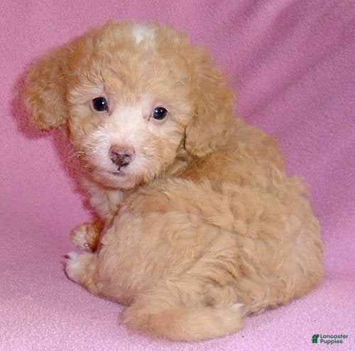 Miniature Poodle dogs Lilly - Ad 2