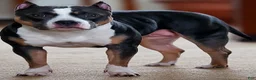 American Bully dogs for sale: American Bully 4 - Ad 4