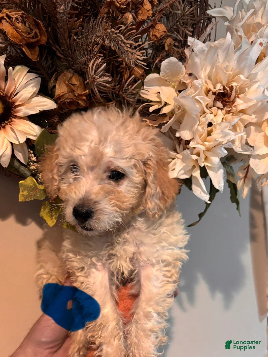 Mini Goldendoodle dogs for sale: Mini Goldendoodle 1 - Ad 2