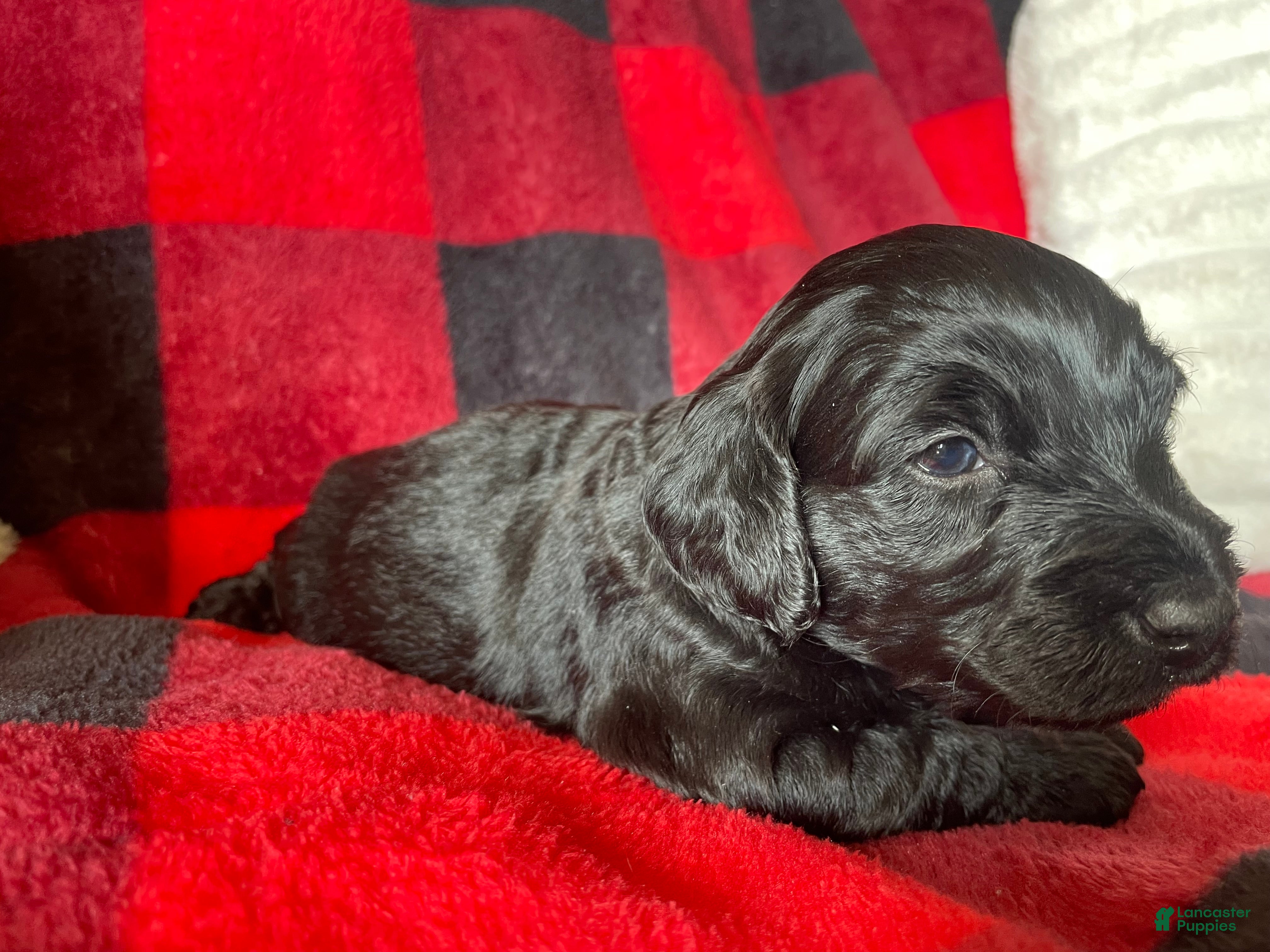 Labradoodle dogs Shadow - Ad 1