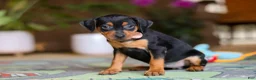 Miniature Pinscher dogs for sale: Tulip - Ad 3