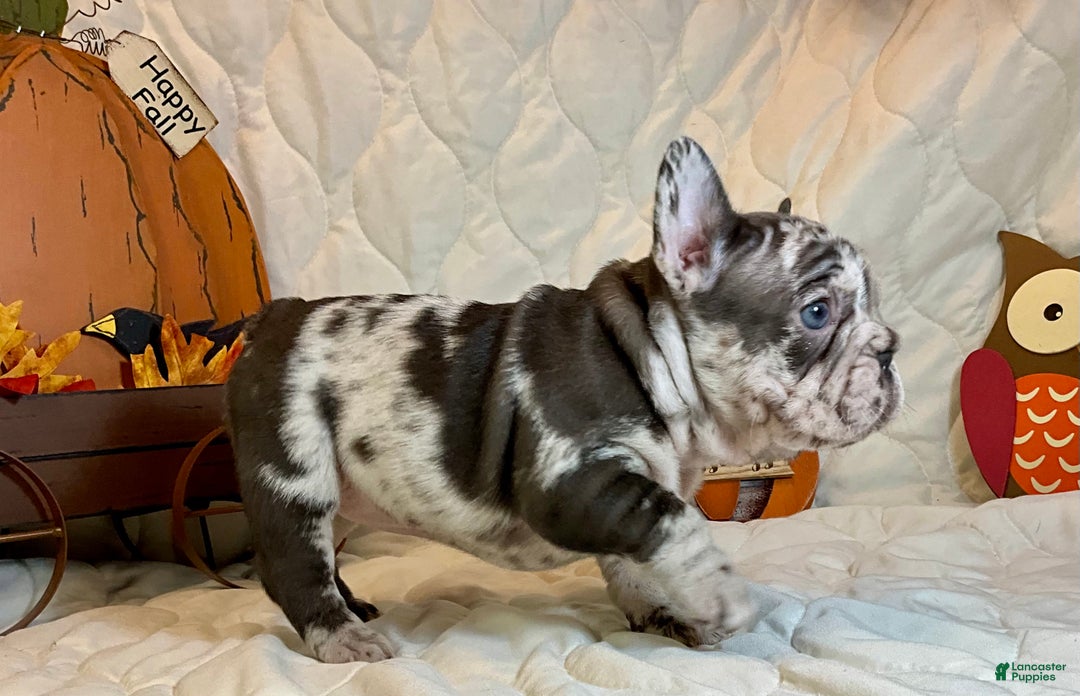 French Bulldog dogs for sale: Arrow - Ad 9