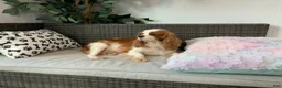 Cavalier King Charles Spaniel dogs for sale: KING - Ad 7