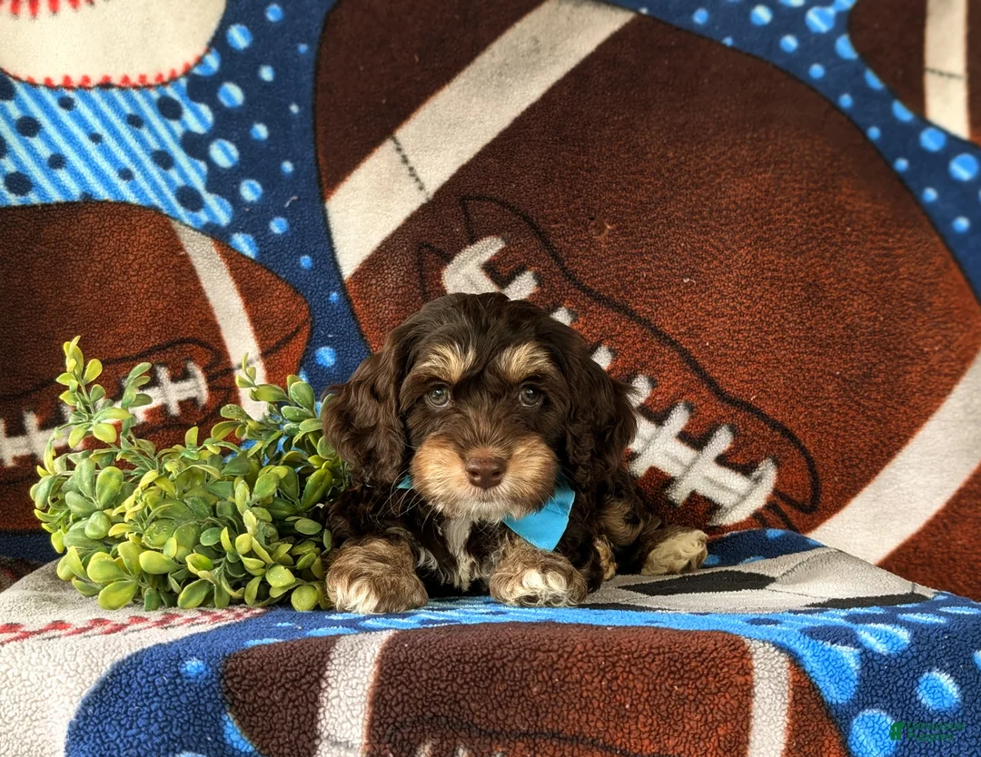 Cockapoo dogs for sale: Admiral - Ad 6