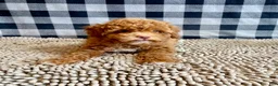 Miniature Poodle dogs for sale: Ned - Ad 4