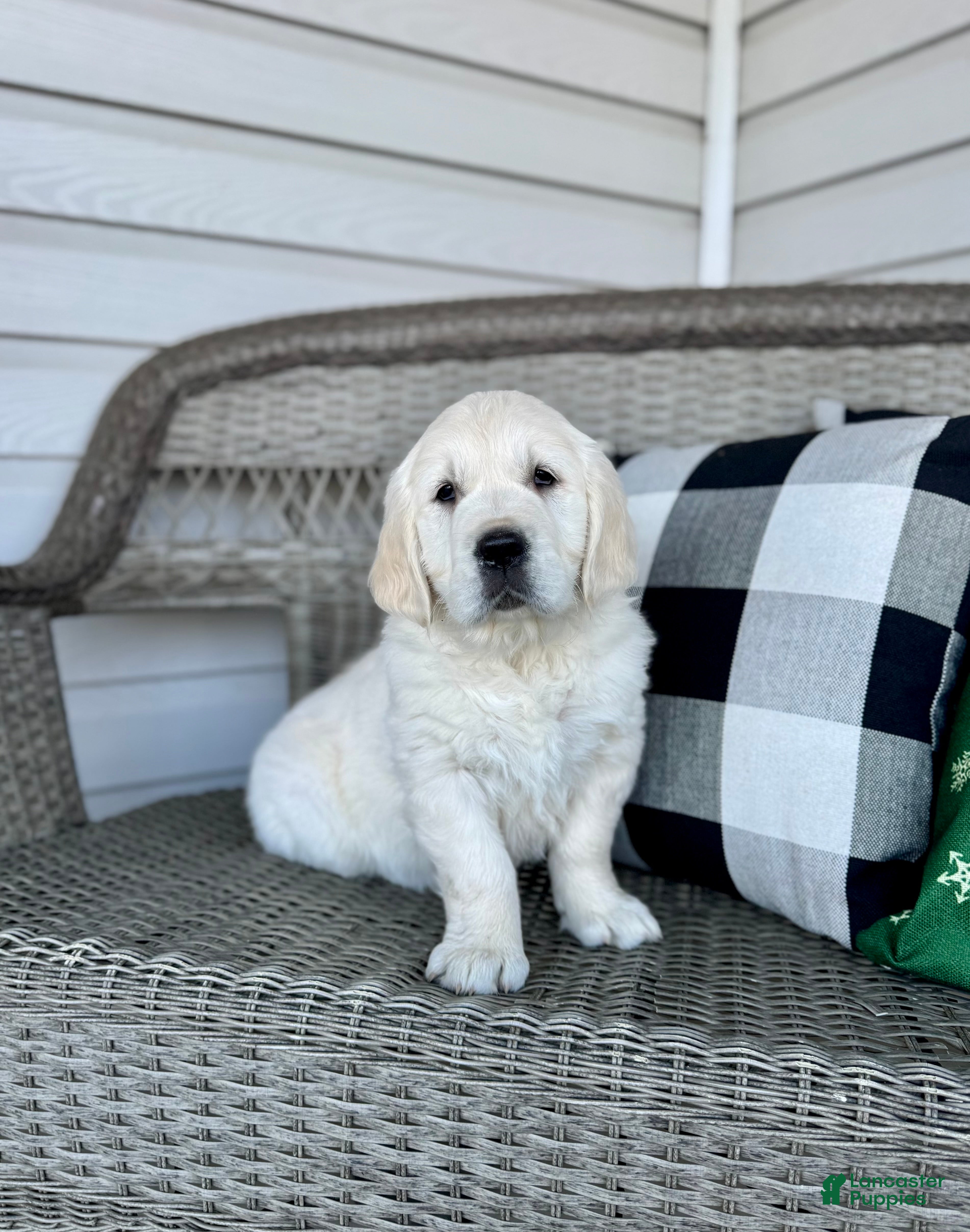 Golden Retriever dogs Clara - Ad 1