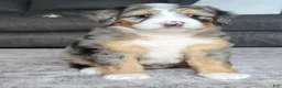 Mini Bernedoodle dogs for sale: Mini Mia - Ad 13