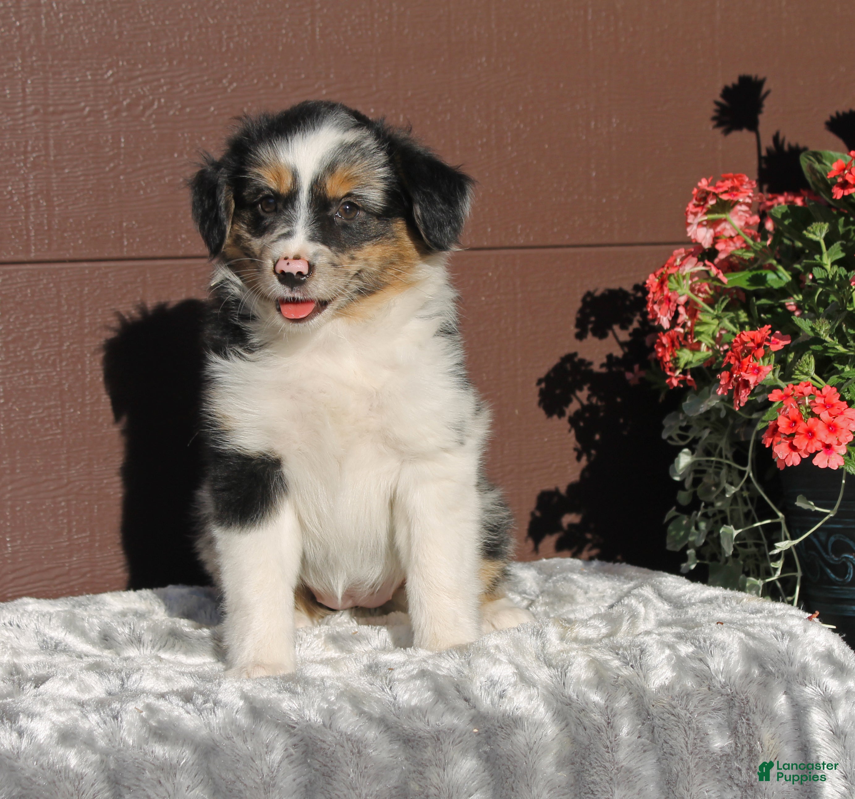 Miniature Australian Shepherd dogs Alice - Ad 2