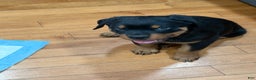 Rottweiler dogs for sale: Rottweiler Puppy 1 - Ad 2