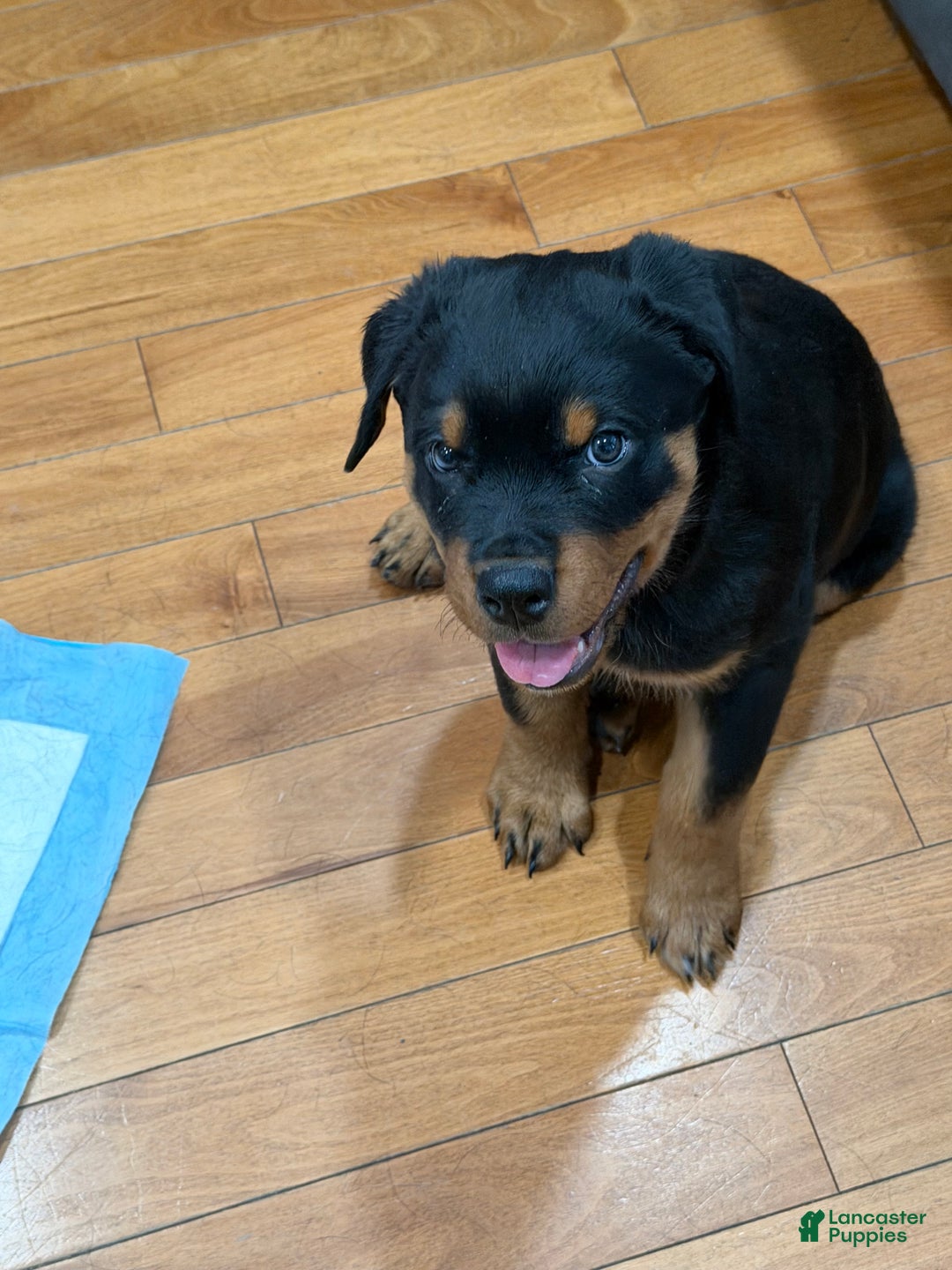 Rottweiler dogs for sale: Rottweiler Puppy 1 - Ad 2