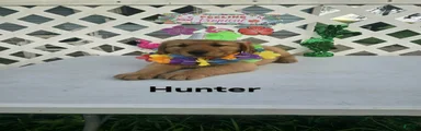 Hunter