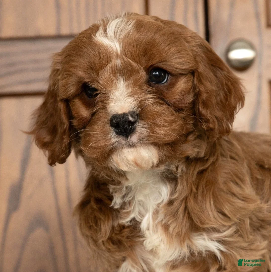 Cavapoo dogs for sale: Max - Ad 10
