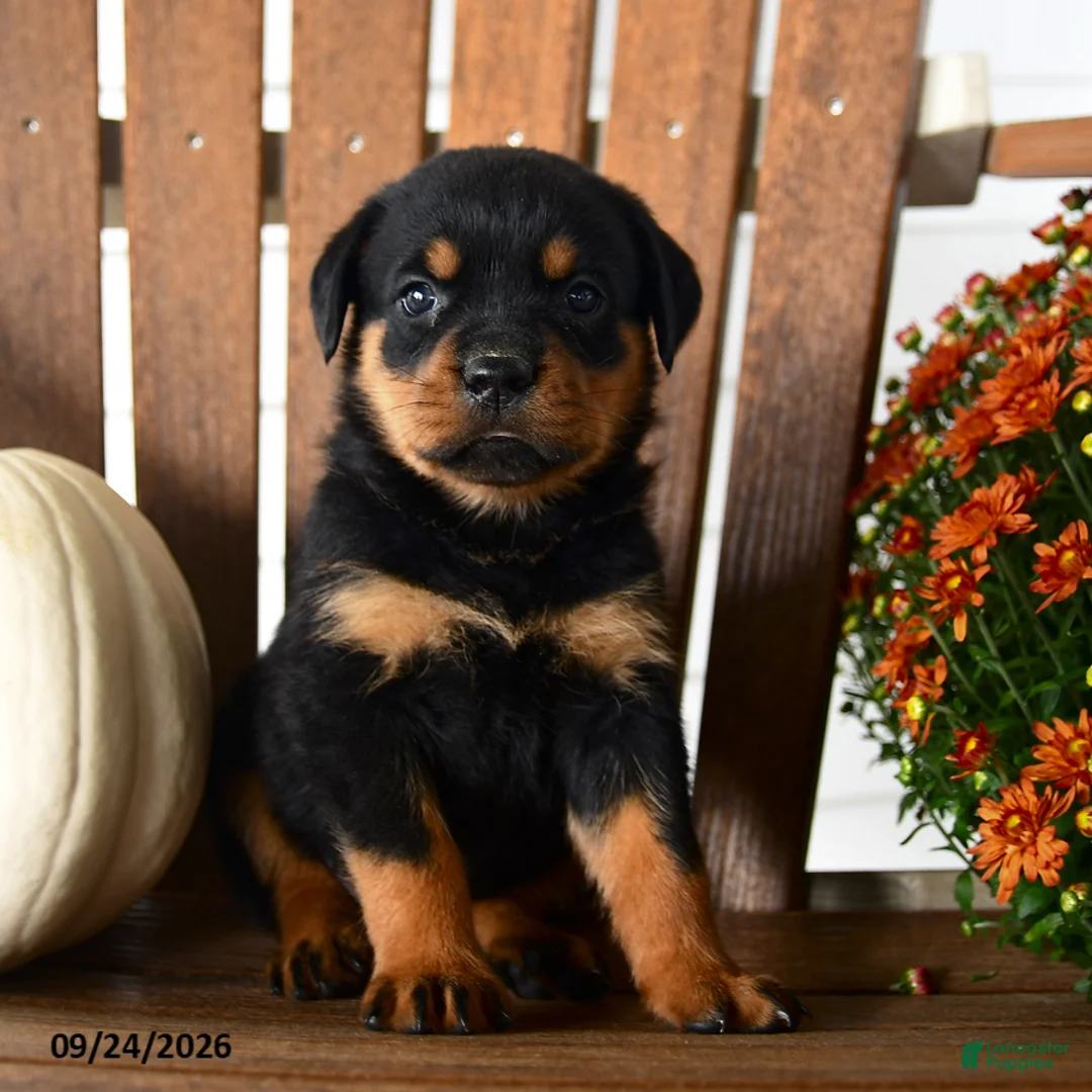 Rottweiler dogs for sale: Pogo - Ad 2