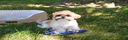 Shih Tzu dogs for sale: Theon  - Ad 12