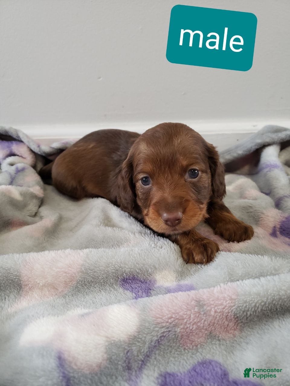 Miniature Dachshund dogs Chase - Ad 1
