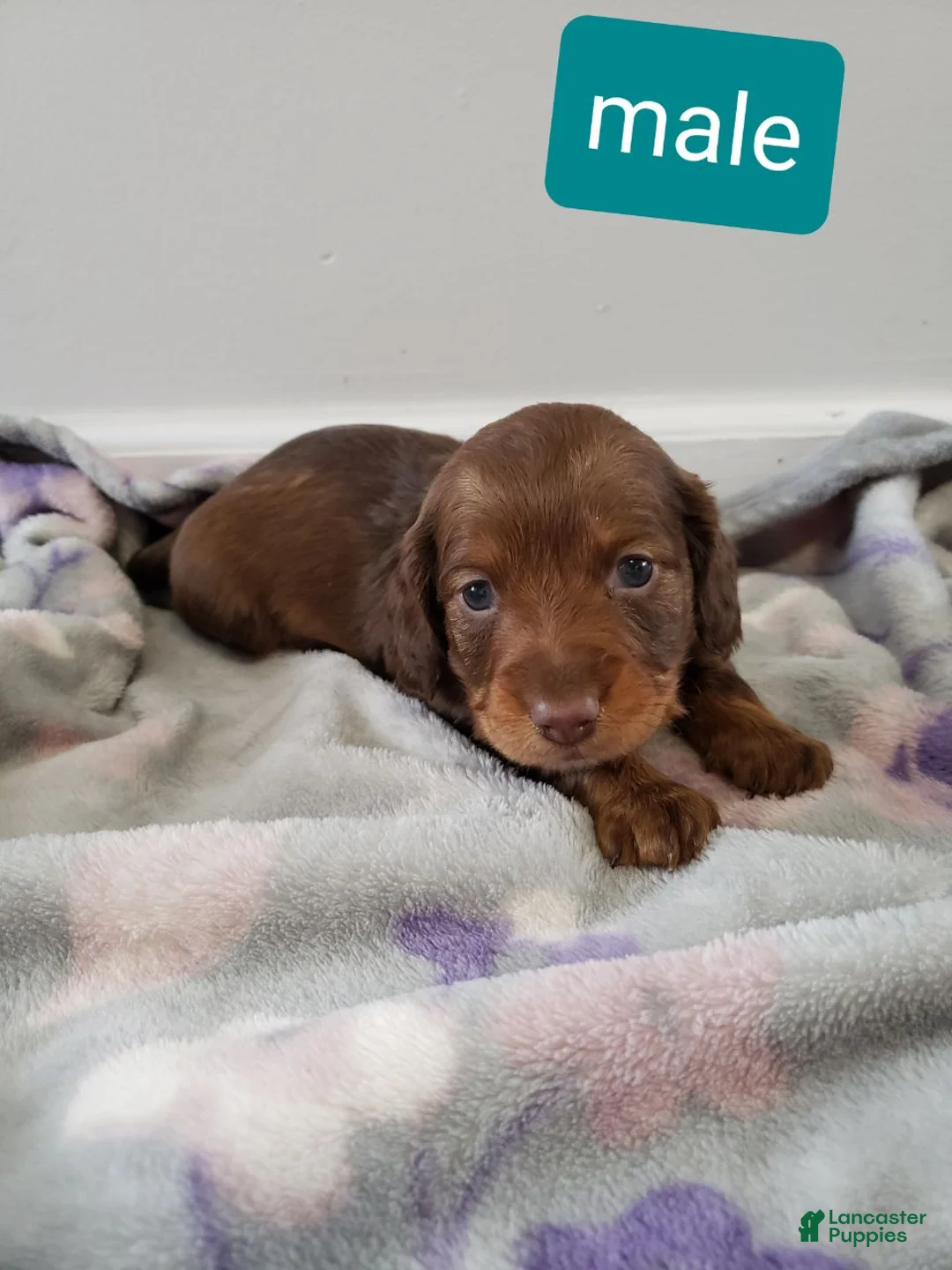 Miniature Dachshund dogs for sale: Chase - Ad 1
