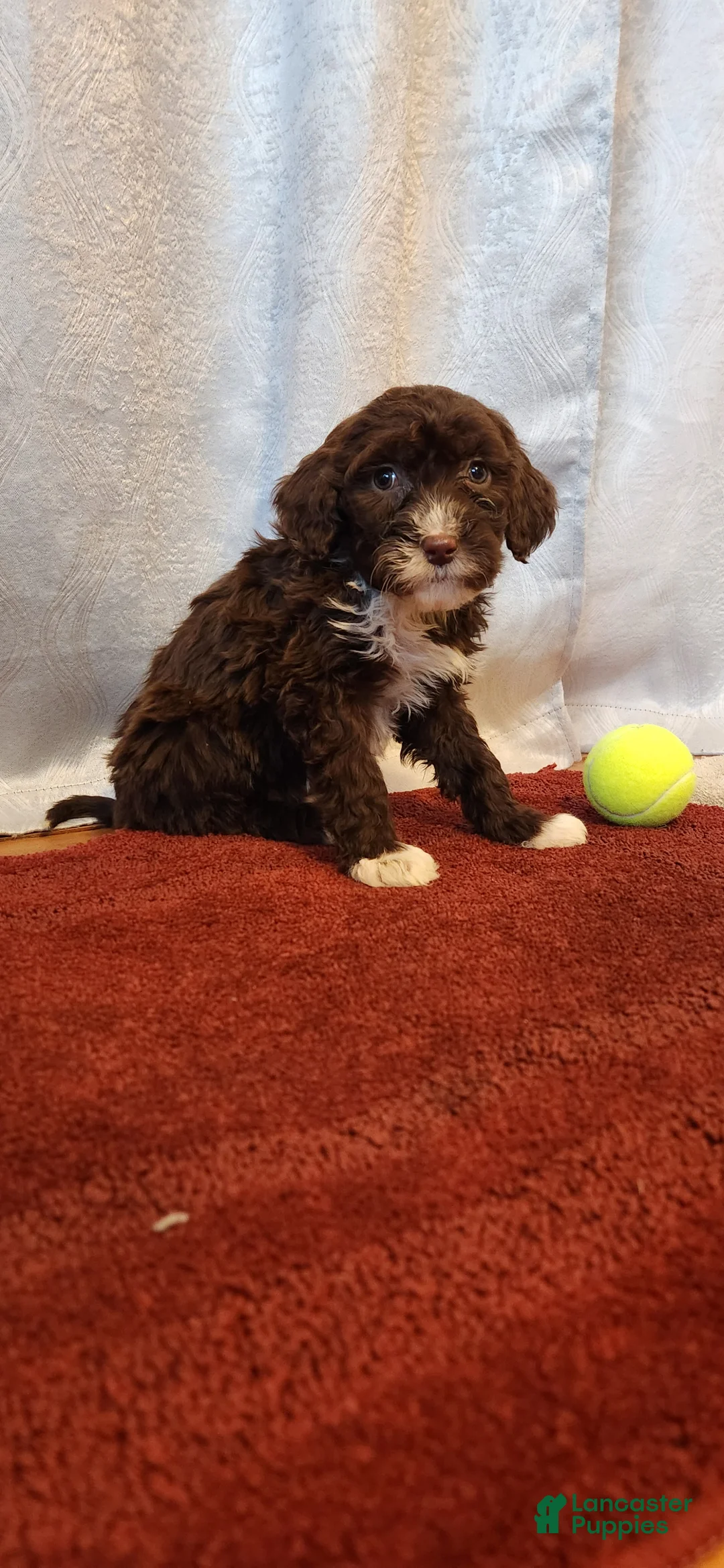 Portuguese Water Dog dogs for sale: Willow - Ad 2