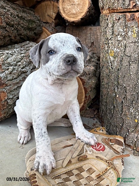 Mixed Breed dogs Stella - Ad 1