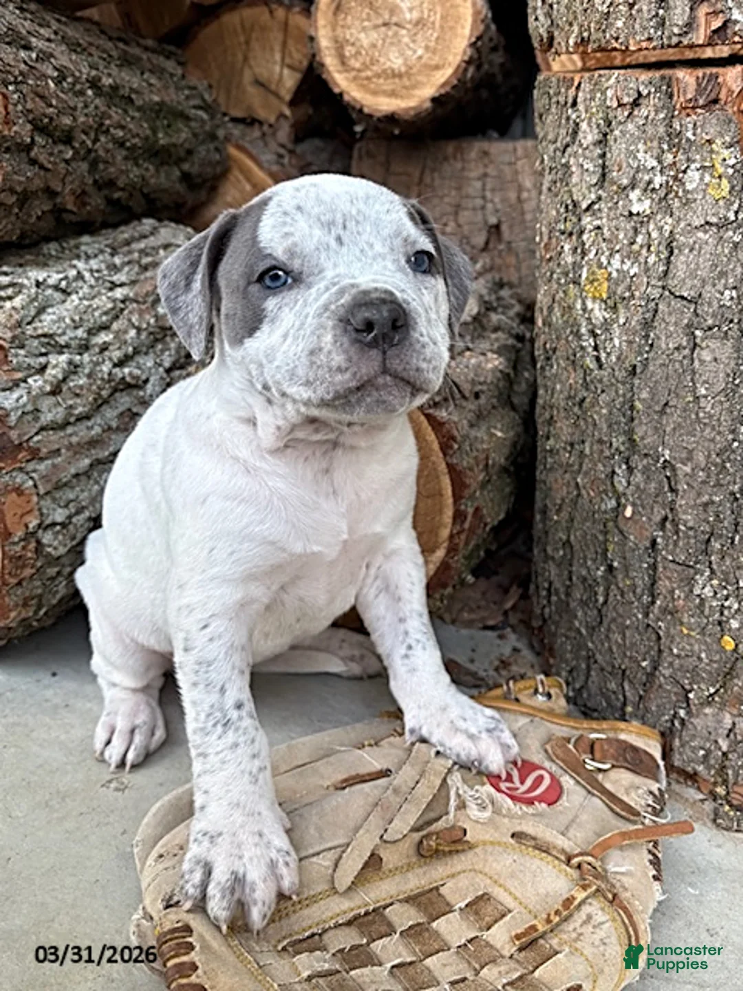 Mixed Breed dogs for sale: Stella - Ad 1