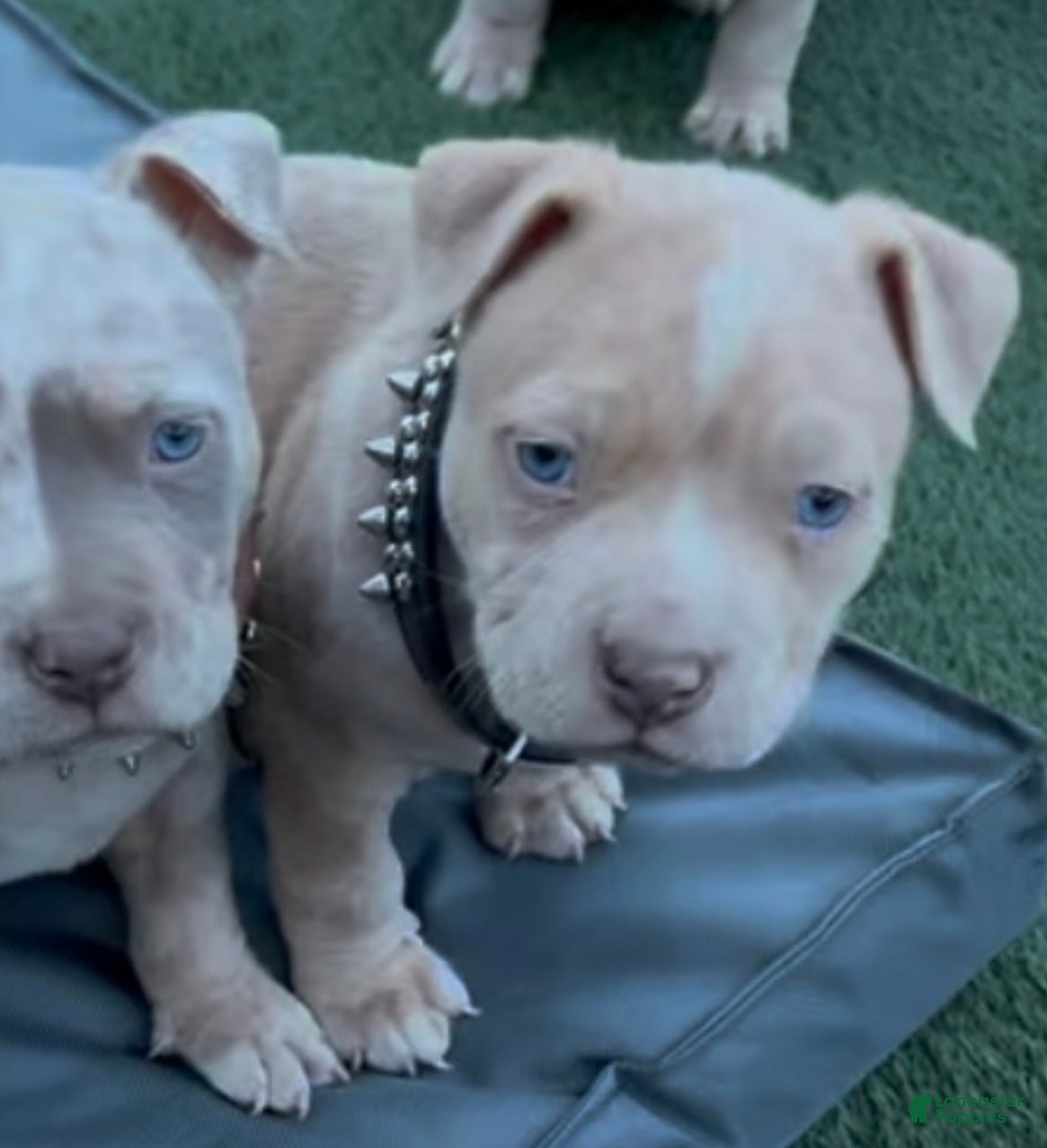 American Bully dogs Chucky - Ad 3