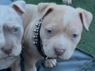 American Bully dogs Chucky - Ad 3