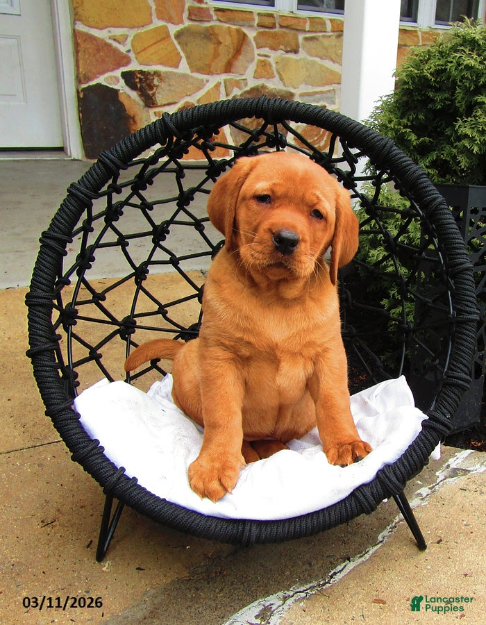 Labrador Retriever dogs Kassie - Ad 1