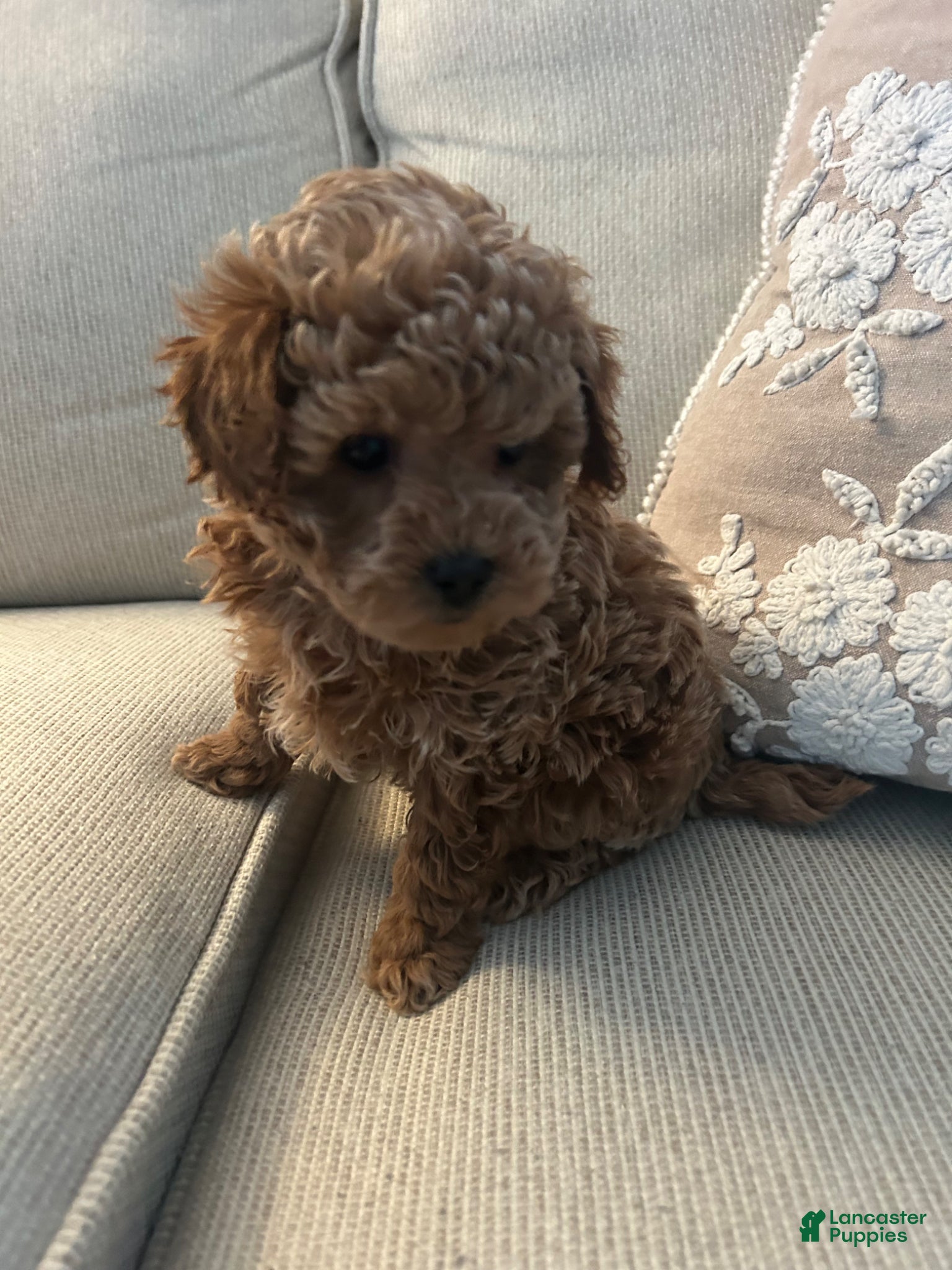 Maltipoo dogs LacyMaltipoo Puppy 1 - Ad 1