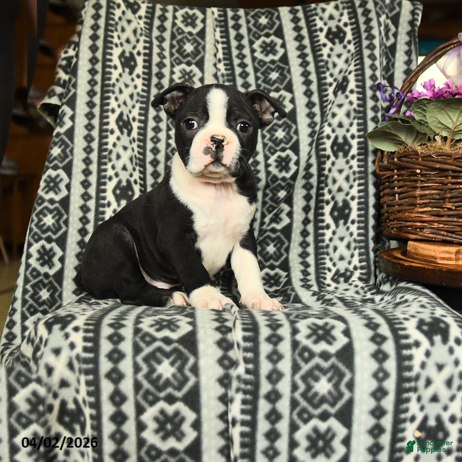 Boston Terrier dogs Lincoln - Ad 1