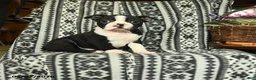 Boston Terrier dogs for sale: Lincoln - Ad 1