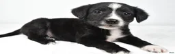 Mixed Breed dogs for sale: Shadow - Ad 6