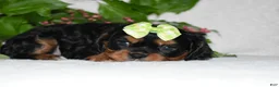 Cavalier King Charles Spaniel dogs for sale: Cavalier King Charles Spaniel 2 - Ad 3