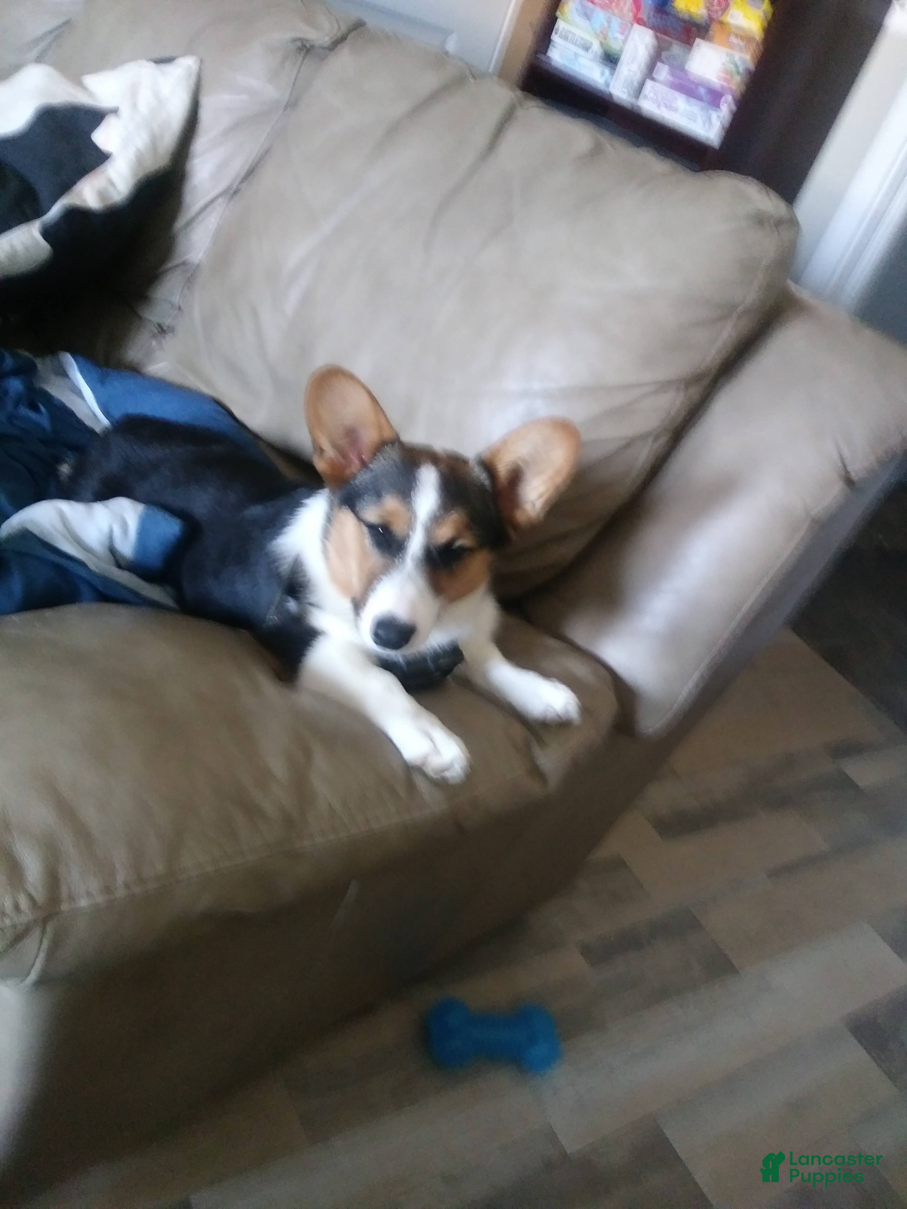 Welsh Corgi Pembroke dogs Welsh Corgi Pembroke Puppy 1 - Ad 2