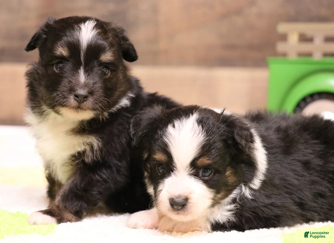 Toy Australian Shepherd dogs for sale:  Genie black-tri female with tail - Ad 5