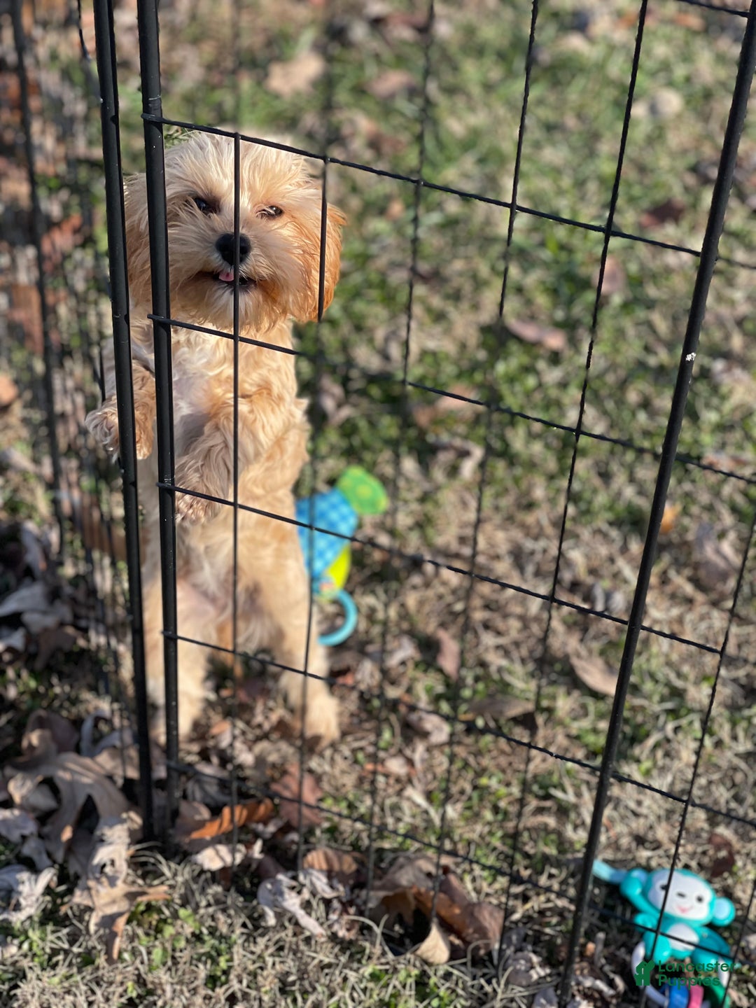 Cavapoo dogs for sale: Cavapoo Puppy 2 - Ad 1