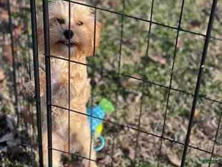 Cavapoo dogs Cavapoo Puppy 1 - Ad 1