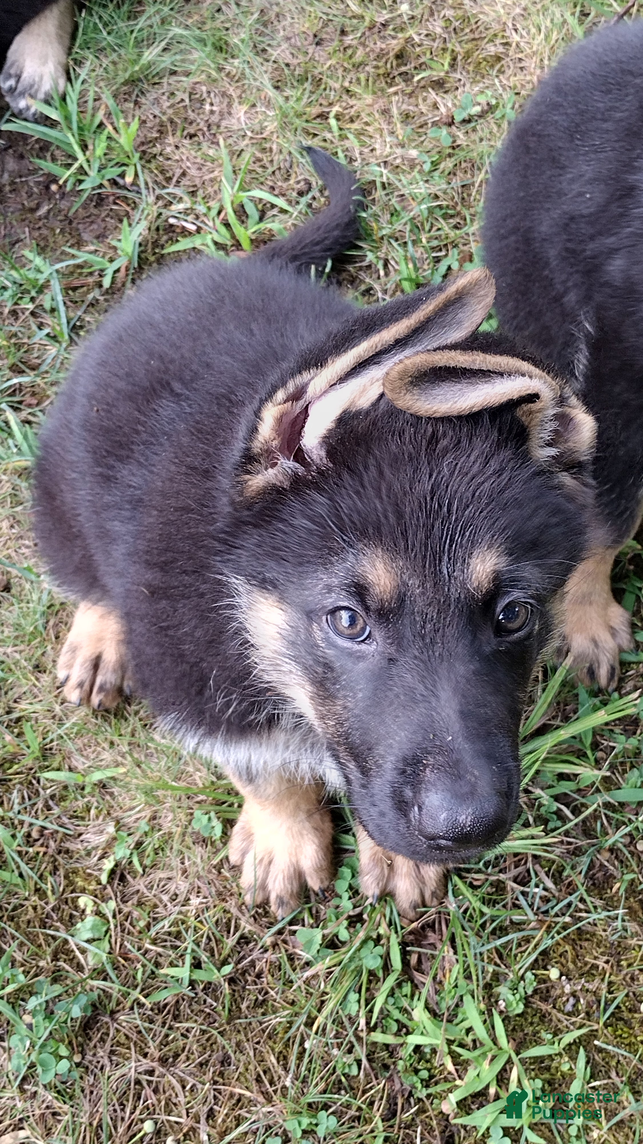German Shepherd dogs Marmaduke  - Ad 1